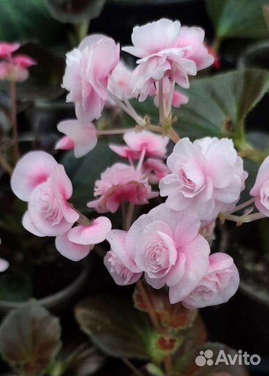 Бегония вечноцветущая махровая