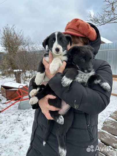 Обалденные щенки в поисках дома