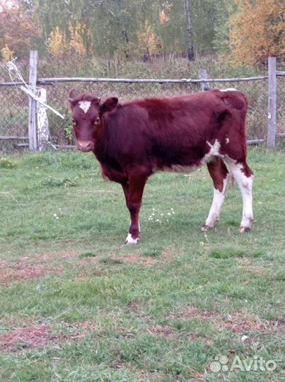 Телёнок тёлочка