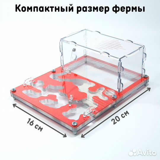 Муравьиная ферма 