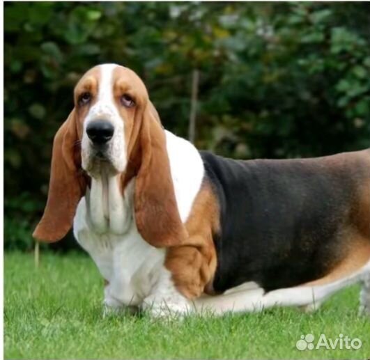 Xiaomi Redmi Note 8T, 4/64 ГБ