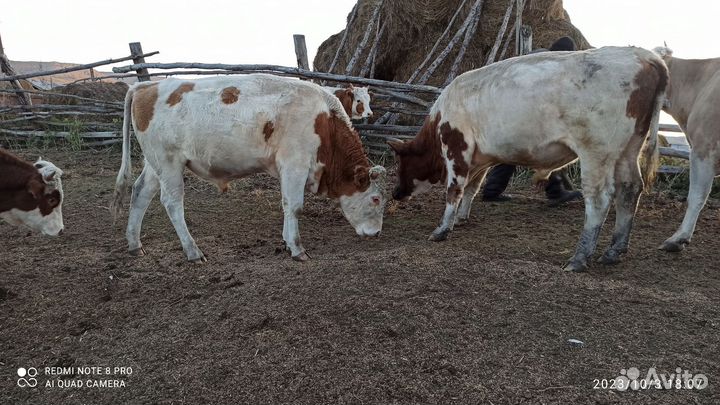 Быки и лошади