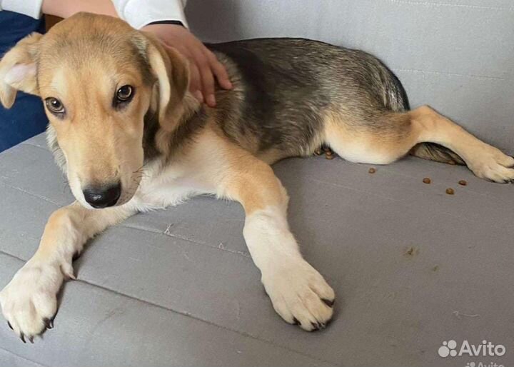 Метис лайка