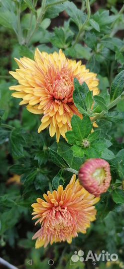 Хризантемы яркие