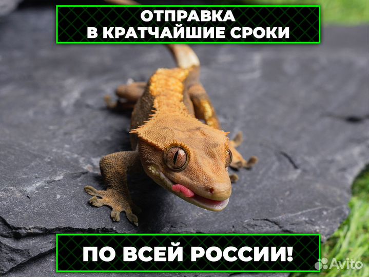 Королевская змея