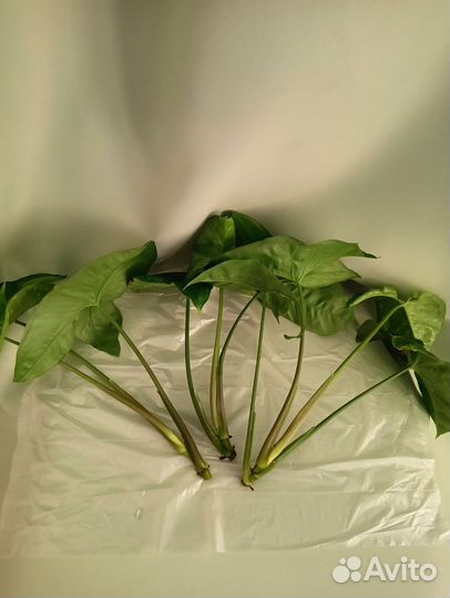 Сингониум, разные сорта