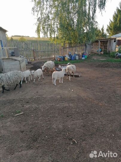 Бараны, ягнята, овцы