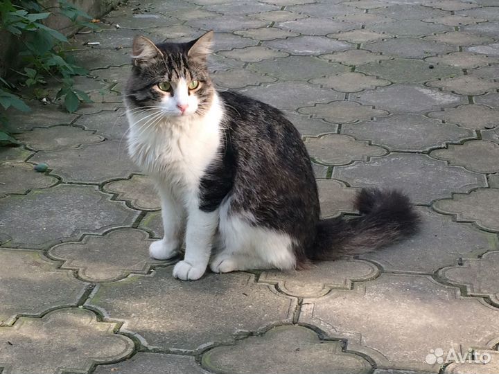 Котик - Мурмотик в самые заботливые руки