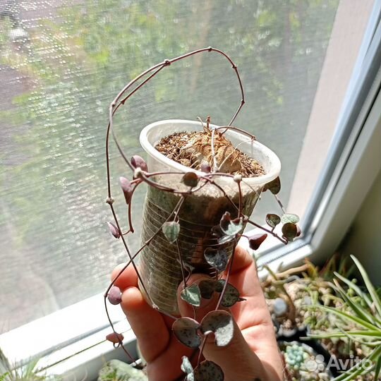 Суккуленты