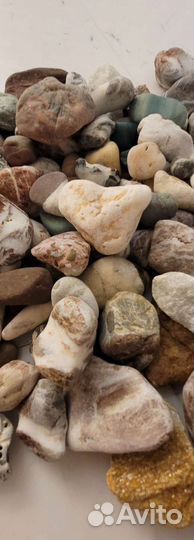 Морские ракушки раковины камушки