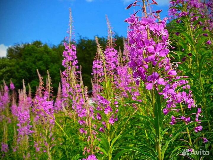 Иван-чай 1кг 2О23 природная польза, полезный