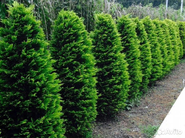 Туя из питомника