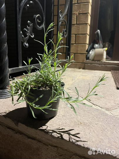 Лаванда узколистная Манстед