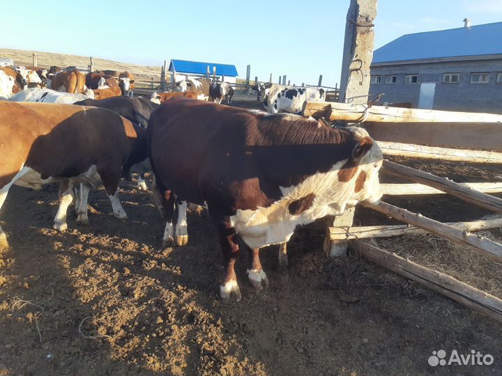 Телята бычки, телки