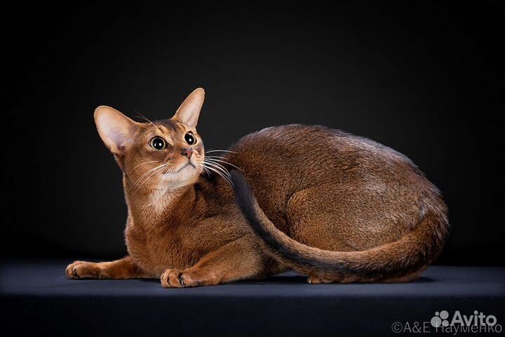 Абиссинский кот в современном типе