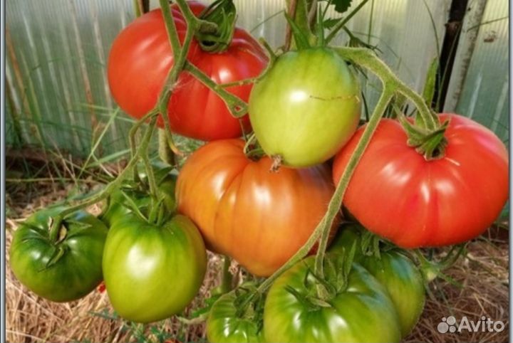 Рассада коллекционных томатов, санберри