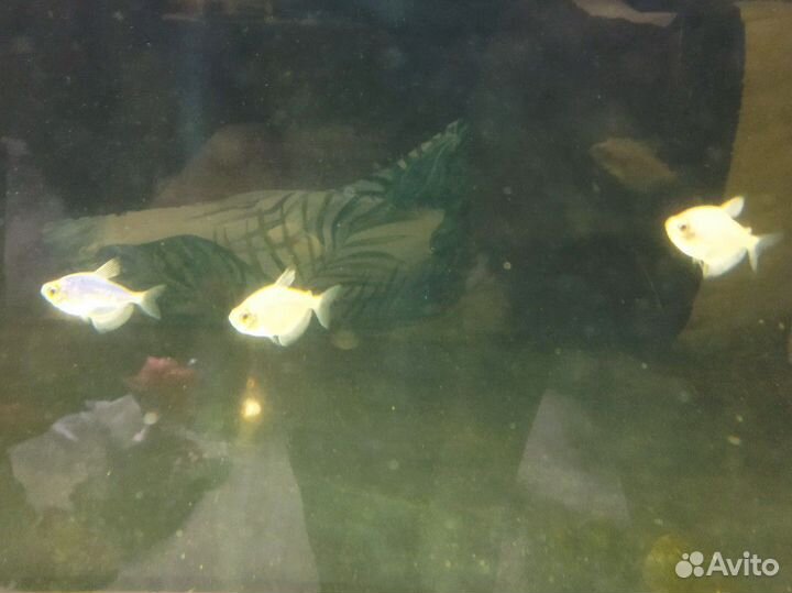 Аквариумные рыбки