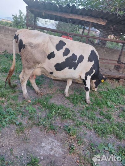 Корова дойная