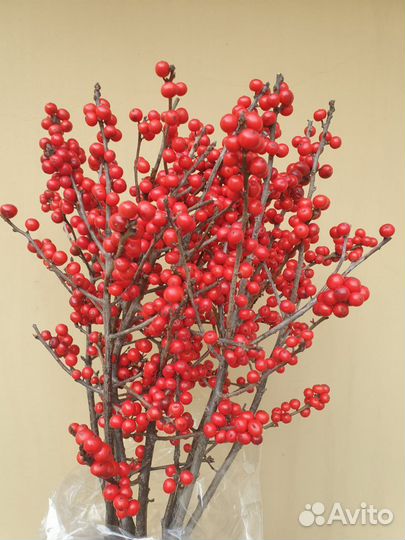 Ветки илекса