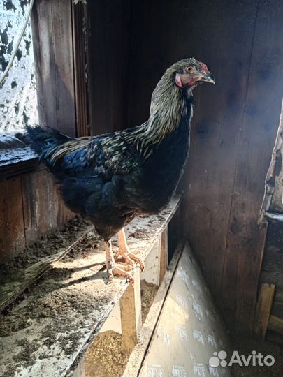 Молодые петухи