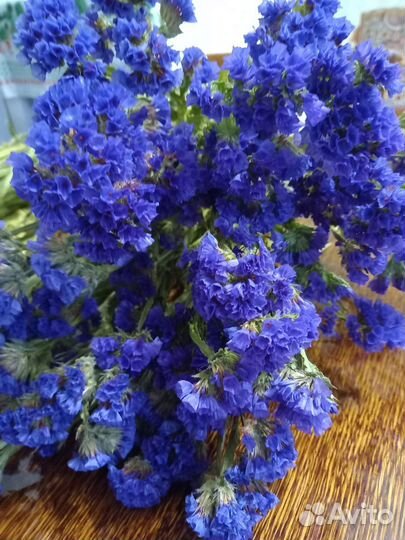 Статица сухоцвет