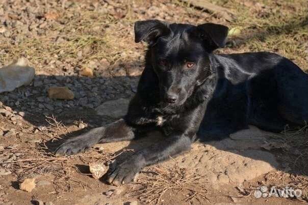 Собака в добрые руки