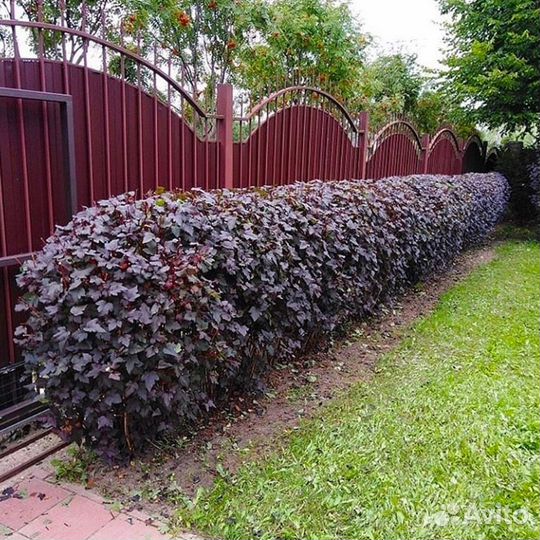 Кизильник для живой изгороди