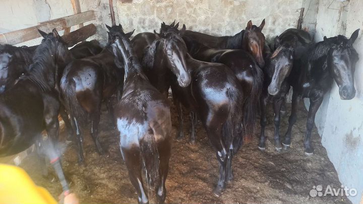 Кобылки,Элита''