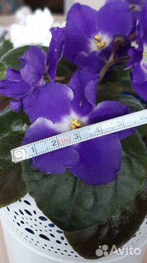 Фиалки сенполии