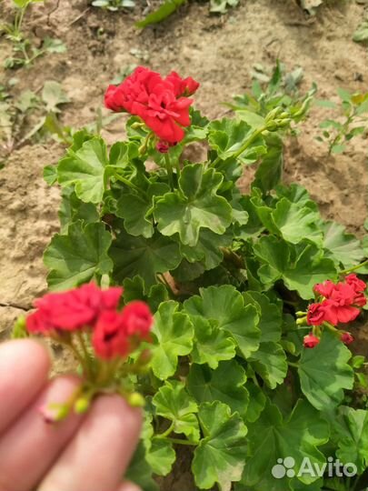 Домашняя герань