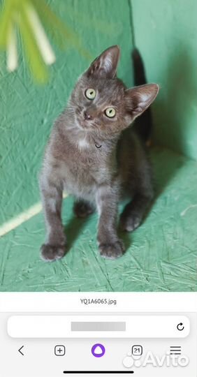 Котенок в добрые руки