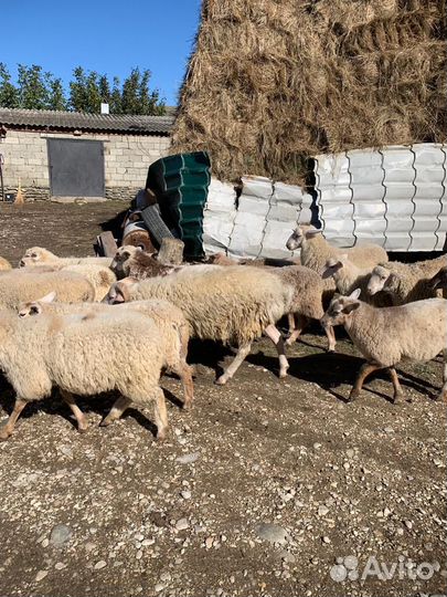 Овцы бараны ягнята