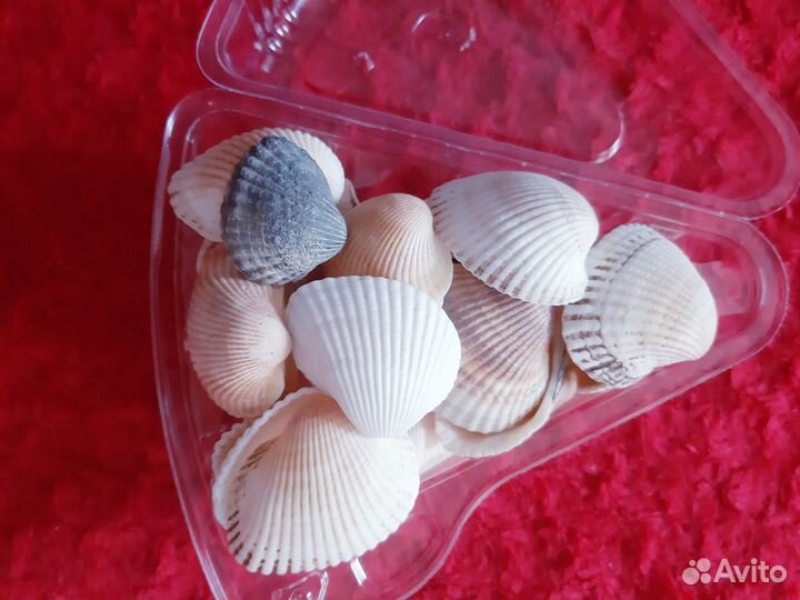 Набор ракушек для творчества