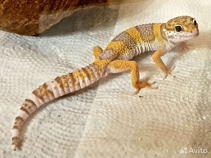 Геккон эублефар