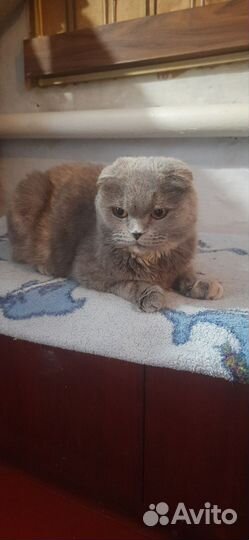 Шотландская кошка