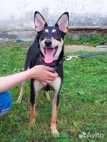 Мелкая Тося ищет дом