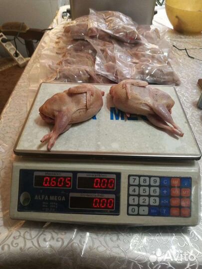 Белый гигант, Техас, Феникс Золото перепел. яйца