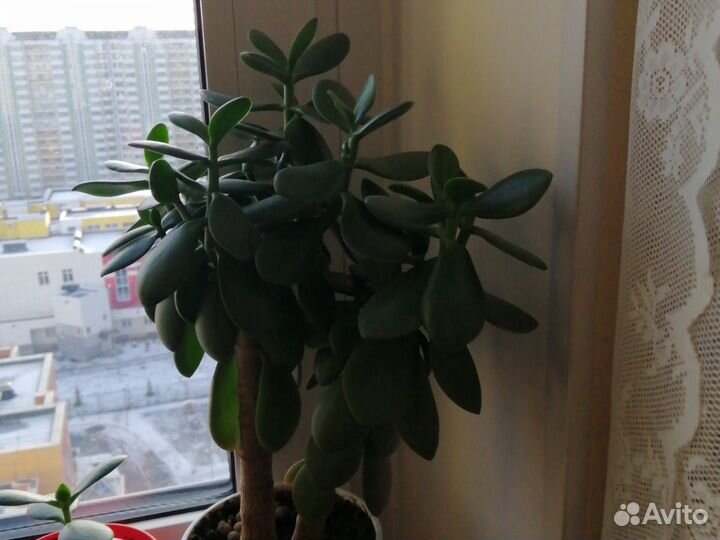 Денежное дерево