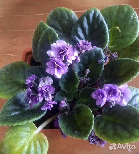 Фиалка росточки