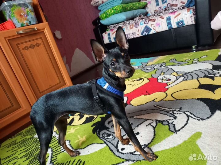 Тойчик,ищет девочку.срочнооо