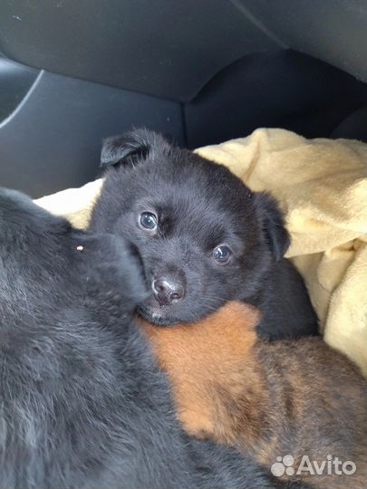 Щенки бесплатно