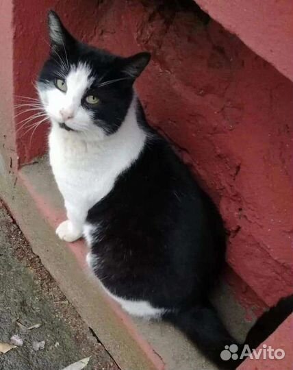 Мудрый, крупный кот с лимонными глазами Василий