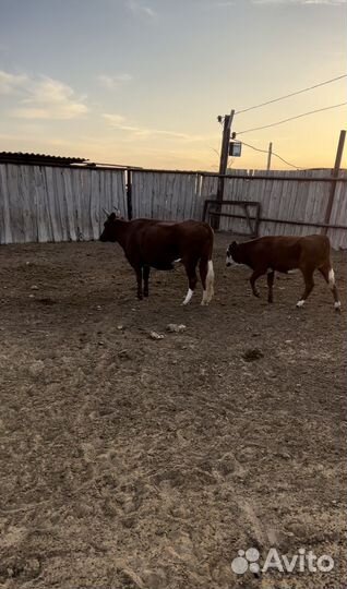 Коровы герефорд