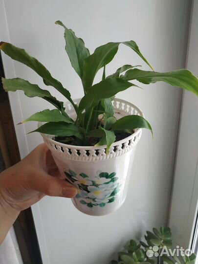 Комнатные растения, кактусы