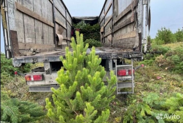 Сосна новогодняя оптом