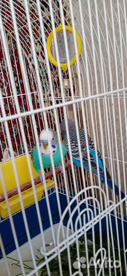 Волнистый попугай самец