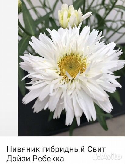 Сортовые нивянники