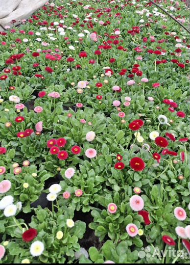 Цветы к 8 марта