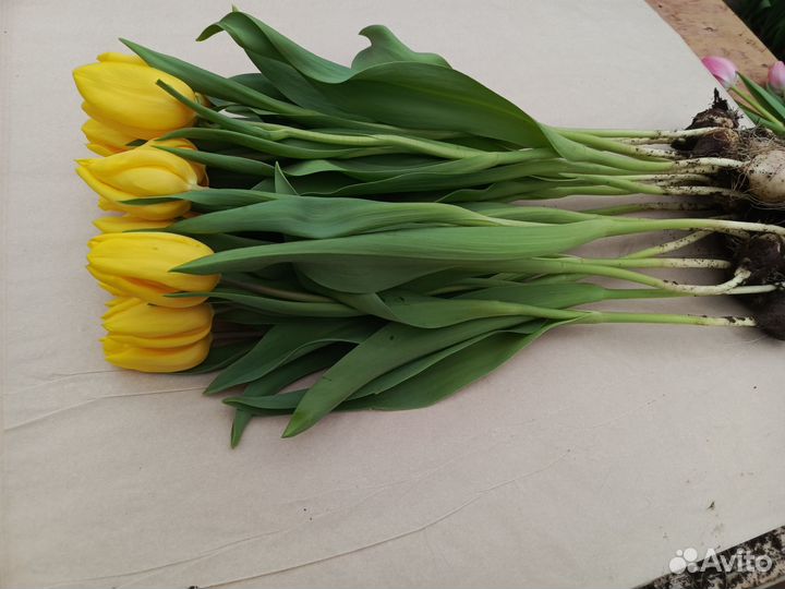 Тюльпаны к 8 марта