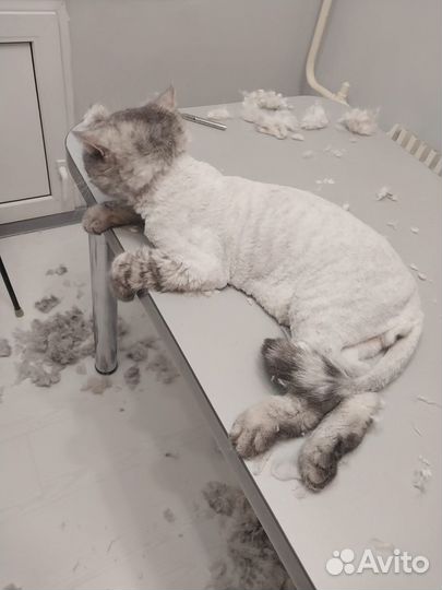 Стрижка собак стрижка кошек груминг